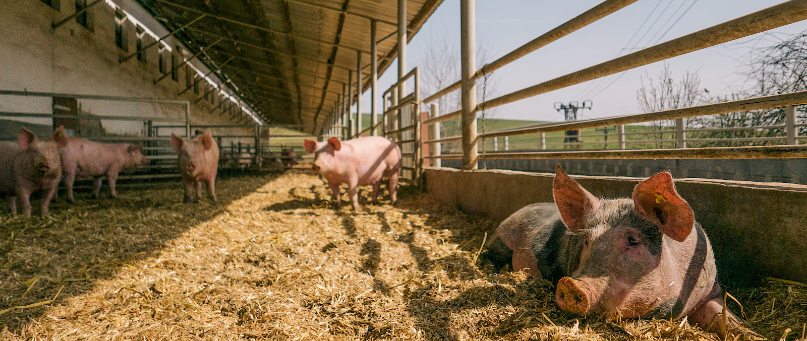 Schweinestall auf dem Bauernhof
