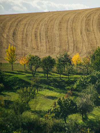 Ein Landschaftsblick &uuml;ber Felder und B&auml;ume
