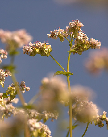 Eine Buchweizenbl&uuml;te